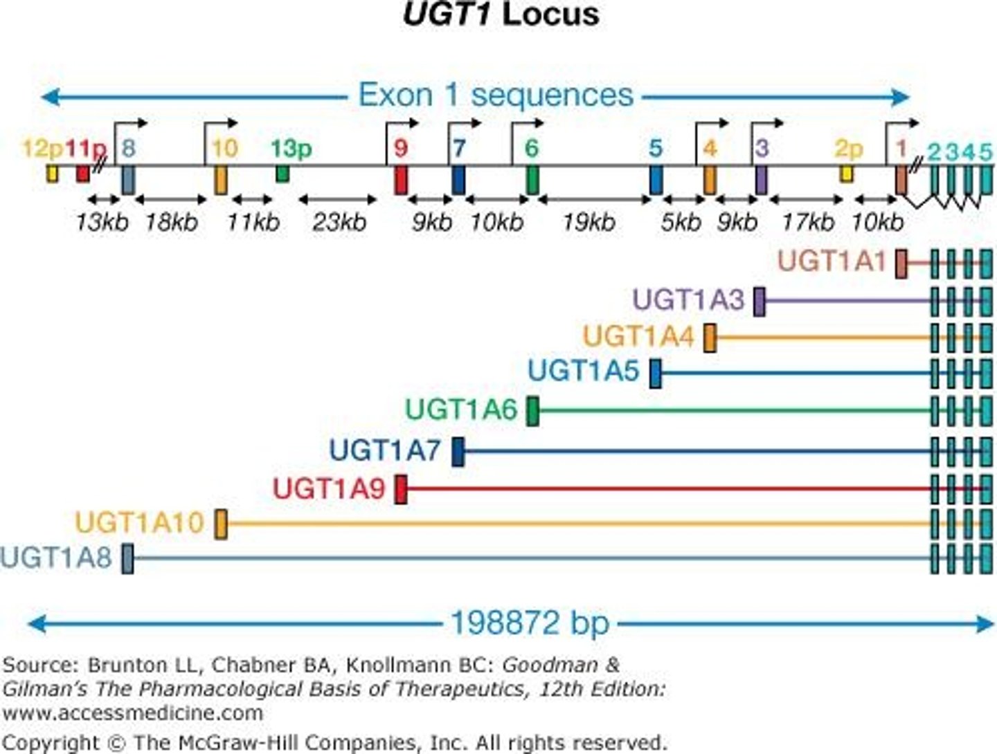<p>The UGT1A gene locus encodes 9 UGT1A proteins and contains four pseudogenes.</p>