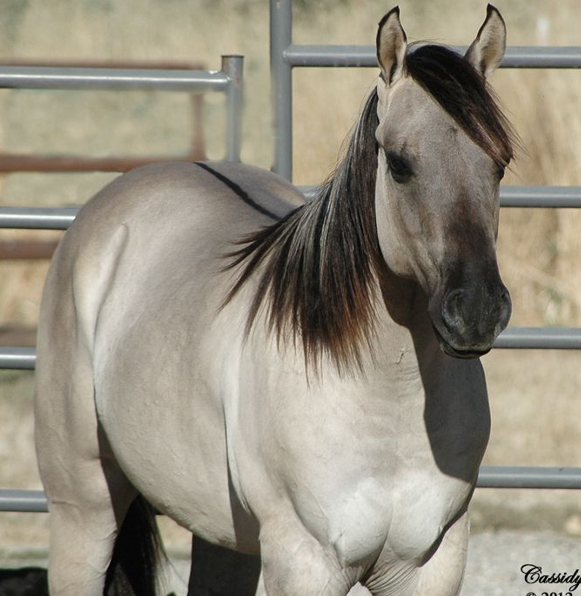 <p>What breed (pattern) is this horse?</p>