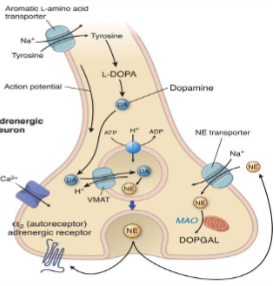 <p><span style="font-size: calc(var(--scale-factor)*21.77px)"><br>NE cleared from synapse by the NE transporter (NET)</span><span><br></span><span style="font-size: calc(var(--scale-factor)*21.77px)">Cytoplasmic NE</span><span><br></span><span style="font-size: calc(var(--scale-factor)*21.77px)">VMAT</span><span><br></span><span style="font-size: calc(var(--scale-factor)*21.77px)">monoamine oxidase (MAO)</span></p>