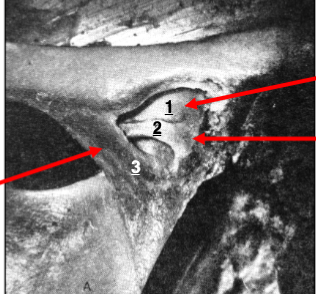 <p>identify 1 </p>
