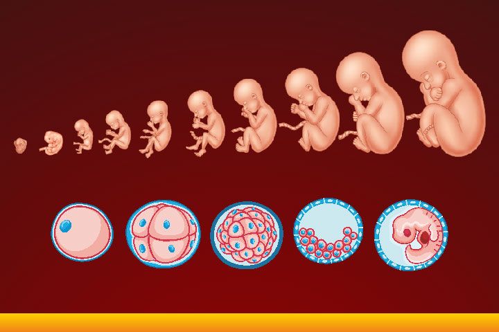 <p>How the structure of the body changes as it grows.</p>