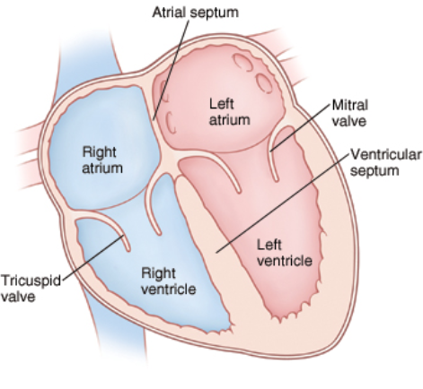 <p><strong>4 </strong>chambers</p>