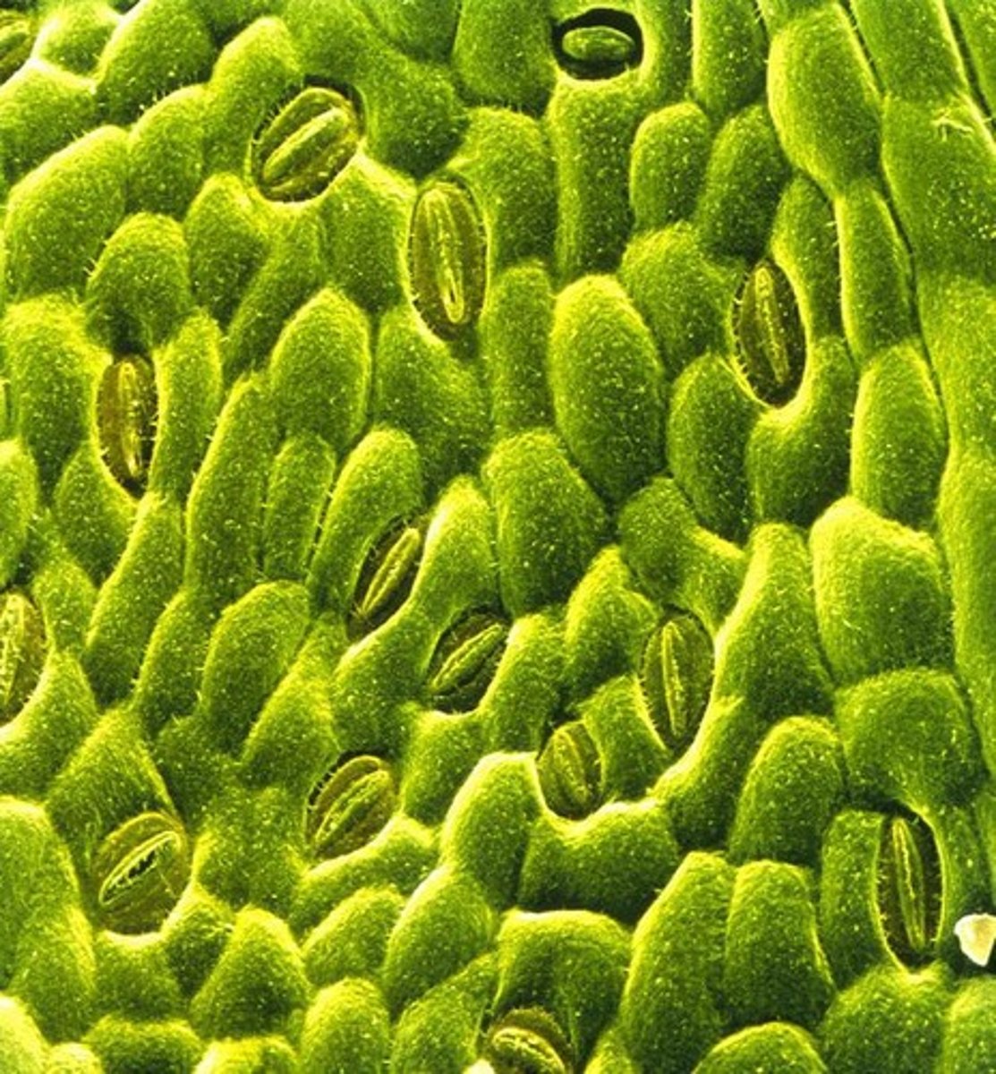 <p>Pores on leaves for gas exchange.</p>