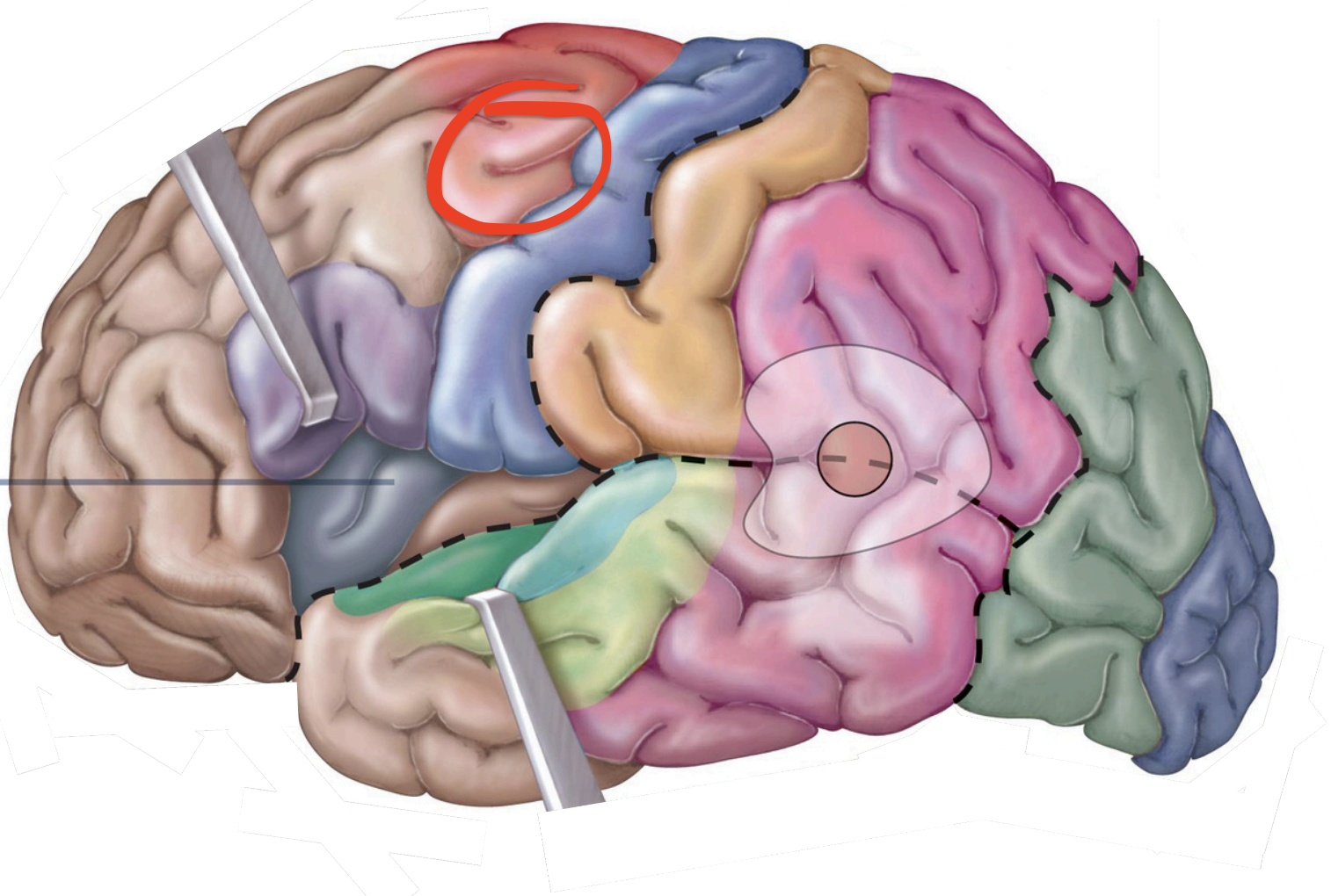 <p>Motor Area - <strong>Frontal eye field</strong></p>
