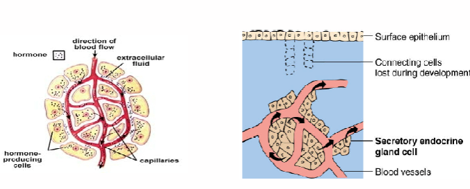 <p>What type of gland is this</p>
