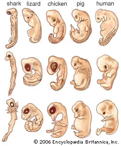 <p>The study of embryos to observe common features and determine a common ancestor. A con is ethical considerations. Form of comparative anatomical evidence.</p>