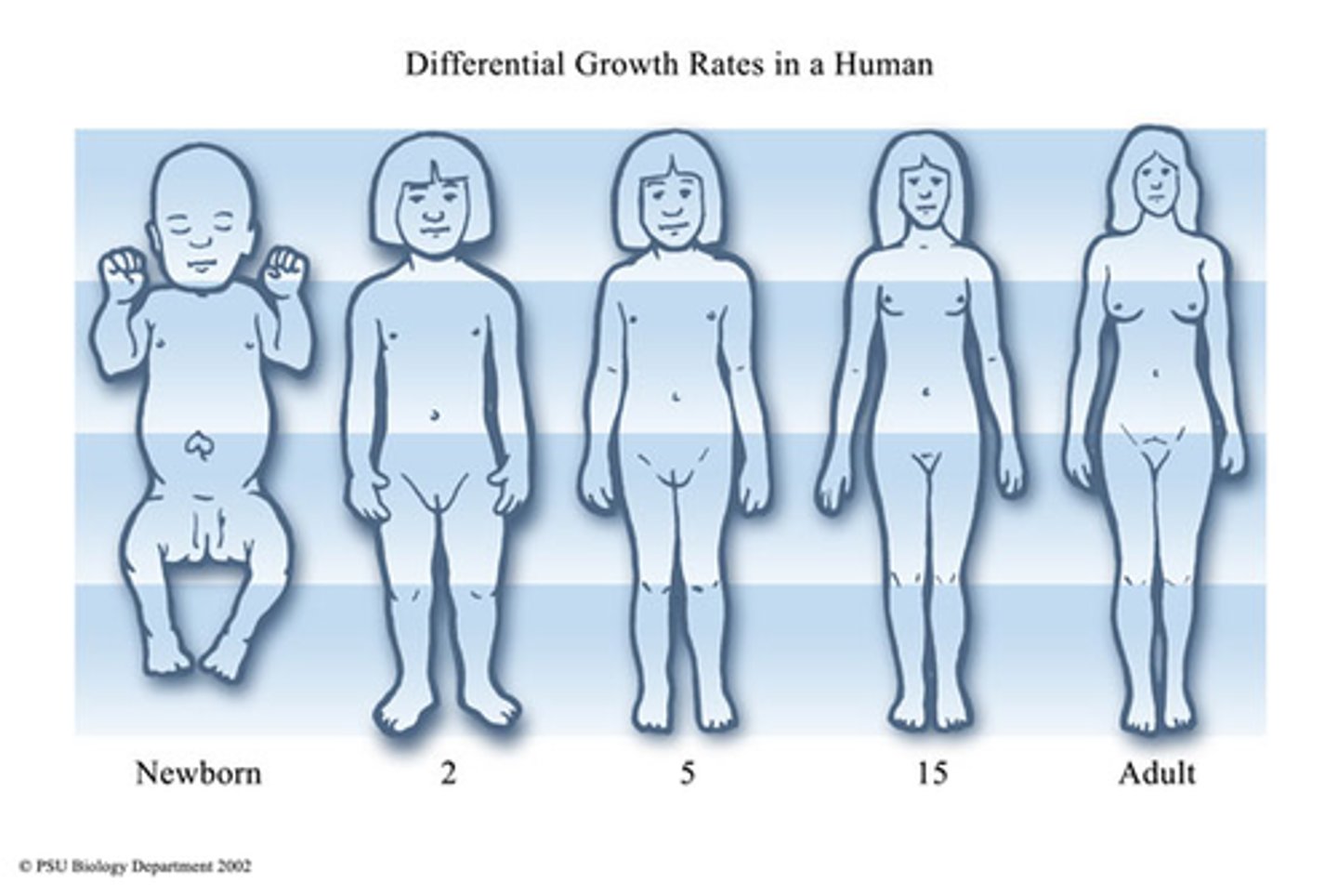 <p>Increase in physical size</p>