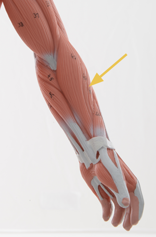 <p>extensor carpi radialis brevis m.</p><p>Origin: lateral epicondyle of humerus <br>Insertion: base of 3rd metacarpal<br>Action: Wrist extension and radial deviation<br>Inn: radial n.</p>