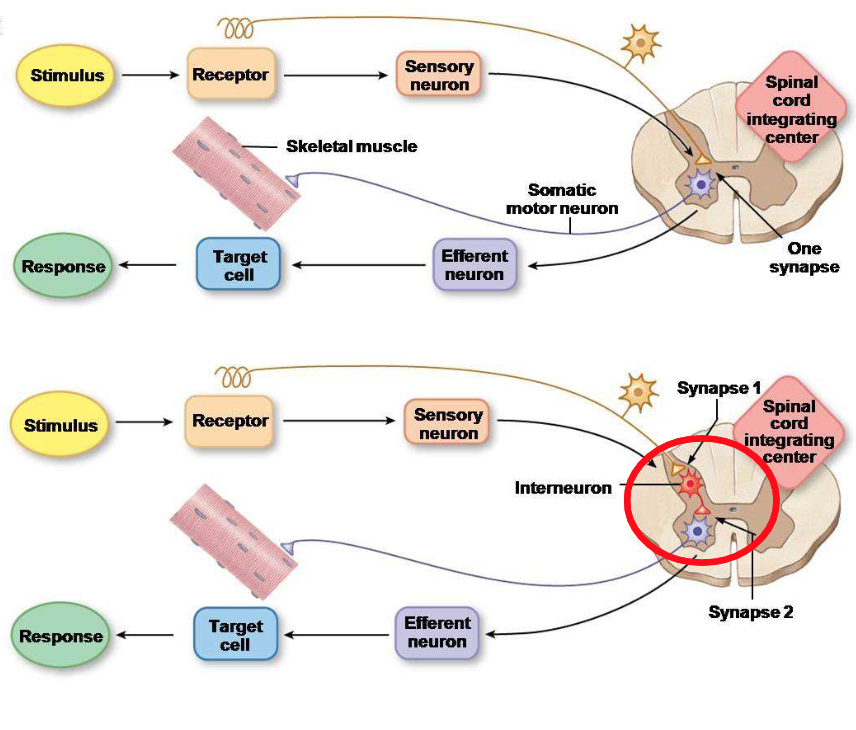 <p>Specify the difference between a monosynaptic reflex and a polysynaptic reflex.</p>