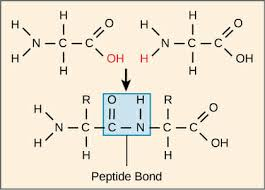 <p><strong>Elements: </strong>Carbon, Hydrogen, Oxygen, Nitrogen (sometimes sulfur)</p><p><strong>Monomer: </strong>amino acids</p><p><strong>Primary function: </strong>enzymes catalyze reactions, structure (muslce, skin), transport (hemoglobin), communication (hormones), defense (antibodies)</p><p><strong>Bond: </strong>peptide bonds</p>