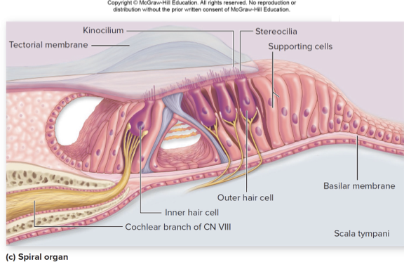 <p>what does this describe:</p><p>sensory structure for hearing</p><p>within cochlear duct</p><p>thick sensory epithelium consisting of hair cells and supporting cells on basilar membrane</p><p>hair cells: receptors that release neurotransmitter to sensory neurons</p><p>single row of inner hair cells; three rows of outer hair cells</p><p>may have stereocillia, and kincilium at apex</p><p>base of hair cells synapse with sensory neurons</p>