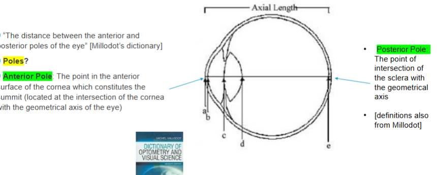 <p>posterior pole&nbsp;</p>