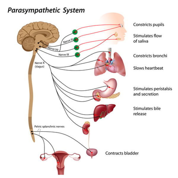 <p>responsible for maintaining vegetative functions of the respiratory tract, ingestion and digestion of food, and disposal of wastes</p>