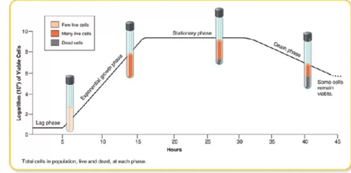 <p>Lag phase = cellerna känner av sin miljö och förbereder sig inför delning<br><br>Log phase = exponentiell tillväxt genom delning<br><br>Stationary phase = Några bakterier dör och några delar sig vilket ger en balans<br><br>Decline phase = Bakterier dör</p>