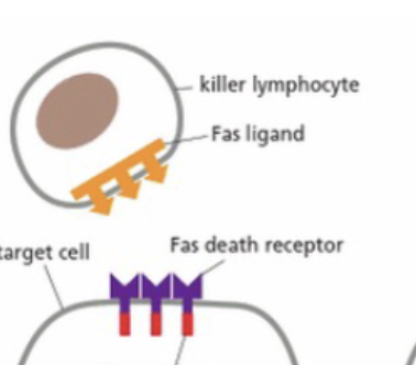 <ul><li><p><strong>Fas death receptor </strong></p></li></ul><p></p>