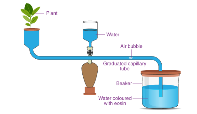 <p>1.Cut a shoot at a slant underwater.</p><ol start="2"><li><p>Assemble the potometer in water and insert the shoot underwater.</p></li><li><p>Remove the apparatus from the water but keep the end of the capillary tube submerged in a beaker of water.</p></li><li><p>Check that the apparatus is water and air tight.</p></li><li><p>Dry the leaves and allow the shoot time to acclimatise and then shut the tap.</p></li><li><p>Remove the end of the capillary tube from the beaker of the water until one air bubble has formed, then put the end back into the water.</p></li></ol><p>7. Record the starting position of the air bubble.</p><p>8. Start the stopwatch and record the distance moved by the bubble per unit time, the rate of air bubble movement is an estimate of the transpiration rate.</p>