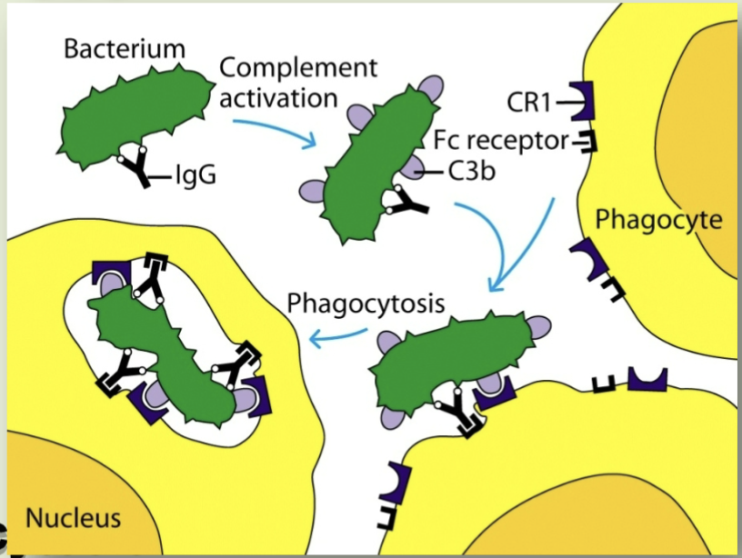 <p>Macrophages have receptors for antibodies (Fc receptor) and complement (CR1), then antigen coated with antibody binds to macrophages via recognition by specific T-helper cells and then the antigen undergoes phagocytosis; Makes it easier for macrophage to capture and antigen because of the receptor</p>