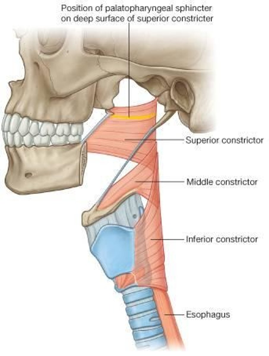 <p>Constrict (reduce the diameter) of the pharynx</p>