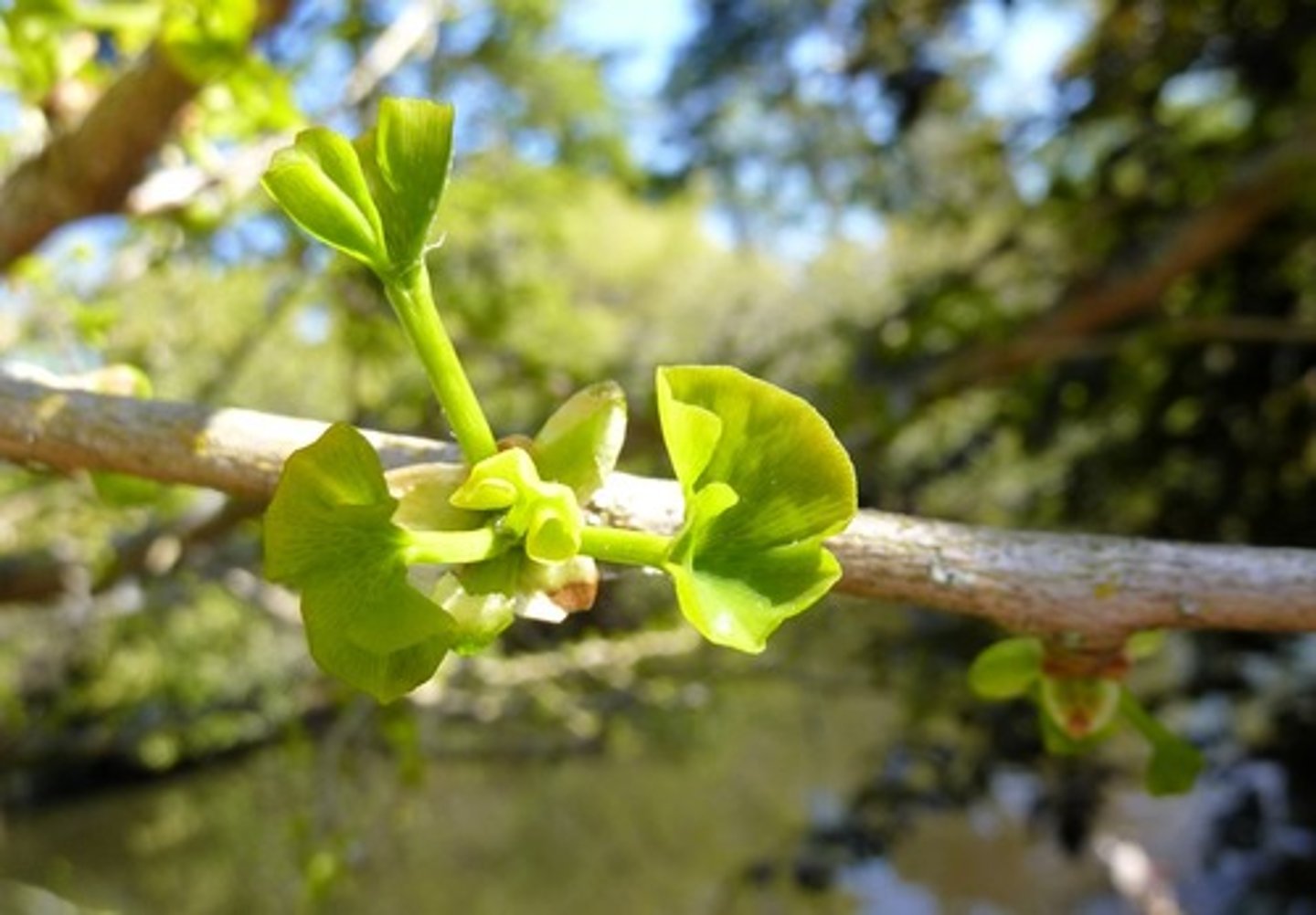 <p>Maidenhair tree</p>