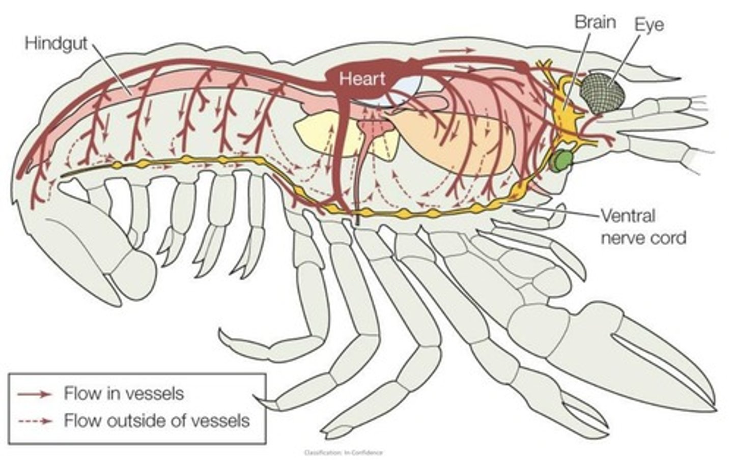 <p>Haemolymph bathes body cells as interstitial fluid.</p>