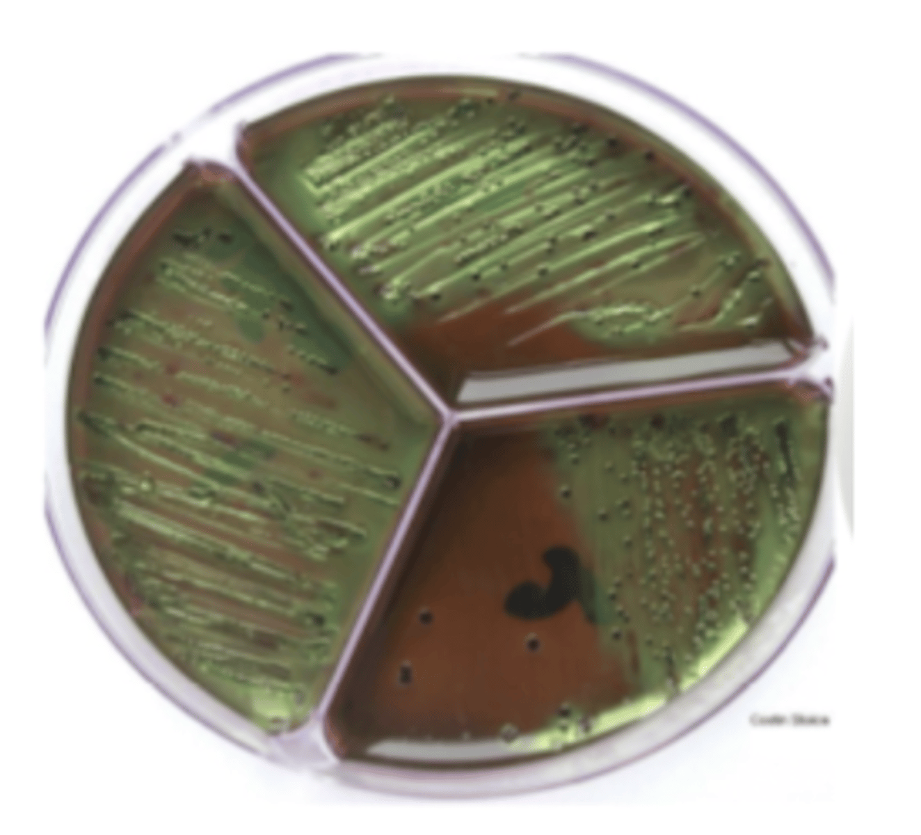 <p>which genus of the family Enterobacteriaceae produces metallic colonies on levine agar?</p>