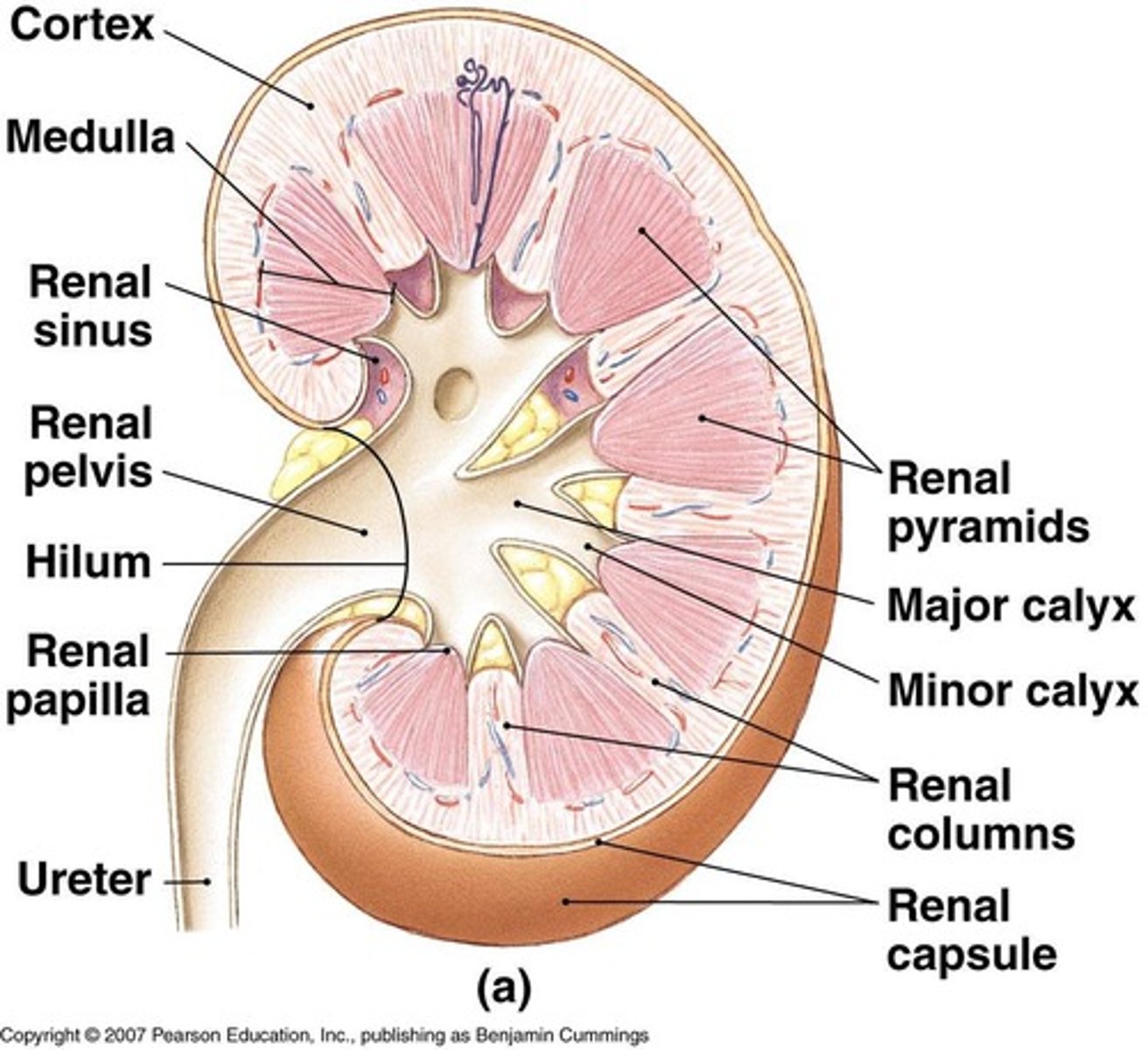 <p>The area where urine collects from calyces before leaving to the ureter.</p>