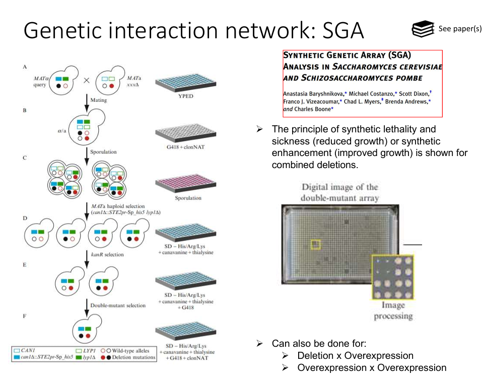 <p>​<strong>Synthetic Genetic Array (SGA)</strong> analysis is a high-throughput technique developed in <em>Saccharomyces cerevisiae</em> (budding yeast) to systematically investigate genetic interactions.</p><p>It is done by generating double mutants between a query mutation (gene of interest) and a large collection of deletion mutants (typically the whole genome), and observing their phenotypes.</p><p><strong><u>How does it work?</u></strong></p><ol><li><p><strong>Start with two strains:</strong></p><ul><li><p>A <strong>query strain</strong> carrying a specific mutation (e.g. gene A deleted)</p></li><li><p>A <strong>library of deletion mutants</strong> (each lacking a different non-essential gene)</p></li></ul></li><li><p><strong>Mating:</strong></p><ul><li><p>The query strain is mated with each strain in the deletion collection to form diploids.</p></li></ul></li><li><p><strong>Diploid Selection:</strong></p><ul><li><p>Use selective media to select for only <strong>diploids</strong> that contain both mutations.</p></li></ul></li><li><p><strong>Sporulation:</strong></p><ul><li><p>Induce meiosis and sporulation in diploids to generate <strong>haploid spores</strong>.</p></li></ul></li><li><p><strong>Haploid Selection:</strong></p><ul><li><p>Select for <strong>haploid progeny</strong> that carry both the query mutation and the deletion from the library.</p></li></ul></li><li><p><strong>Growth Analysis:</strong></p><ul><li><p>Analyse growth of double mutants.</p></li><li><p>Poor or no growth = negative genetic interaction (e.g. synthetic lethality, the two genes are in redundant/parallel pathways).</p></li><li><p>Enhanced growth = positive genetic interaction (i.e. one mutation supresses the other’s defect).</p></li></ul></li></ol><p></p>