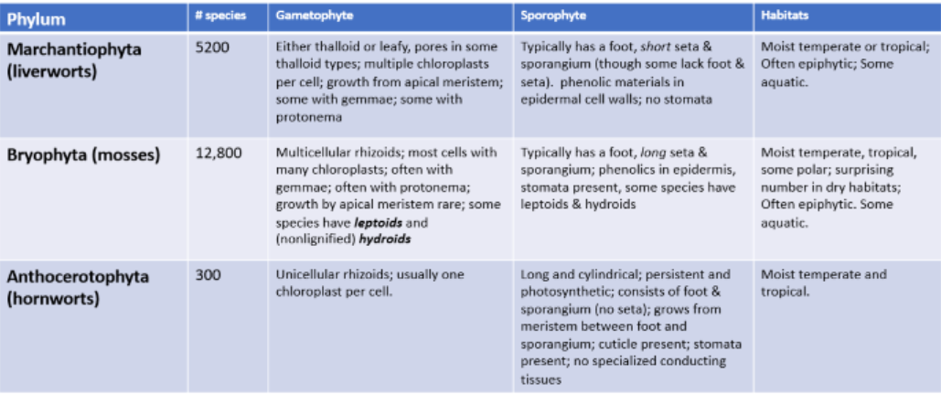 <ul><li><p><span>Marchantiophyta:</span></p><ul><li><p><span>More than 4000 of 5200 species of phylum Marchantiophyta</span></p></li><li><p><span>Abundant in tropics and subtropics, where there is heavy rainfall and high humidity</span></p></li><li><p><span>Grow on leaves and bark of trees and other plant surfaces</span></p></li><li><p><span>Liverworts have two rows of equal-sized leaves and third row of smaller leaves along lower surface of gametophyte</span></p></li><li><p><span>Antheridia generally borne on a short side branch with modified leaves</span></p></li><li><p><span>Developing sporophyte is characteristically surrounded by a tubular sheath known as perianth</span></p></li></ul></li><li><p><span>Bryophyta: mosses?</span></p><ul><li><p><span>Consist of 5 classes (only 3 considered)</span></p><ul><li><p><span>Sphagnidae (peat mosses)</span></p><ul><li><p><span>Comparative DNA sequences, indicate this diverged early from main line of “moss” evolution</span></p></li><li><p><span>Sexual reproduction involves formatino of antheridia and archegonia at ends of special branches located at tips of moss gametophyte</span></p></li></ul></li><li><p><span>Andreaeidae (granite moss):</span></p><ul><li><p><span>Has slits in capsule for the mechanism of spore discharge</span></p></li></ul></li><li><p><span>Bryidae (often referred as “true mosses”)</span></p><ul><li><p></p></li></ul></li></ul></li><li><p><span>Anthocerotophyta: rosettelike</span></p><ul><li><p><span>Most hornwort gametophytes are unisexual</span></p></li><li><p><span>Some anthoceros gametophytes are unisexual, others bisexual</span></p></li><li><p><span>Bisexual gametophytes, development of antheridia usually precedes that of the archegonia</span></p></li><li><p><span>Sporophyte of anthoceros, upright elongated structure consists of a long cylindrical capsule or sporangium</span></p><ul><li><p><span>Lacks a seta</span></p></li><li><p><span>The foot penetrates the gametophyte tissue and forms a&nbsp; placenta across which the sporophyte obtain nourishment from the gametophyte</span></p></li></ul></li></ul></li></ul></li></ul><p></p>