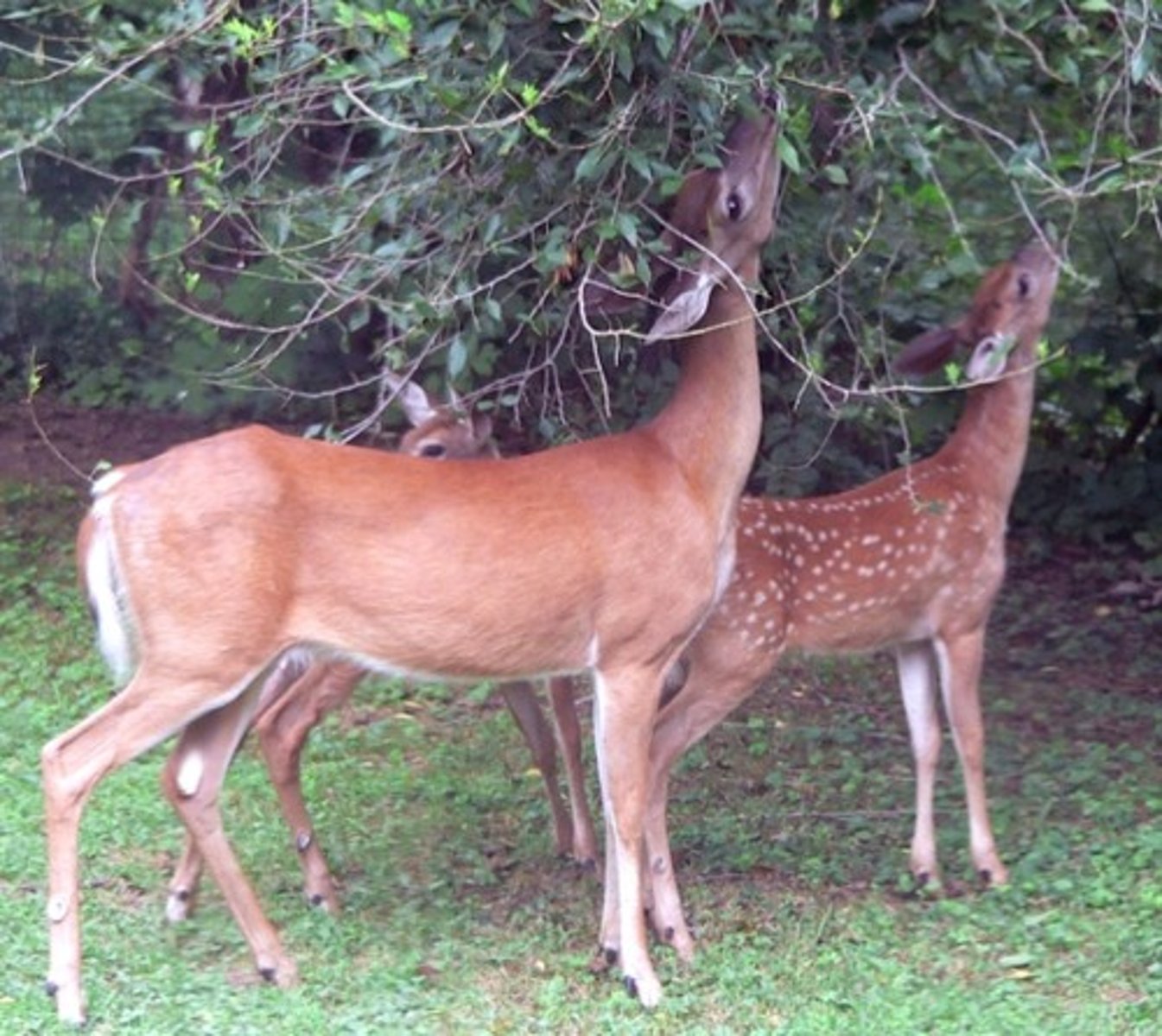 <p>Eats plants</p>