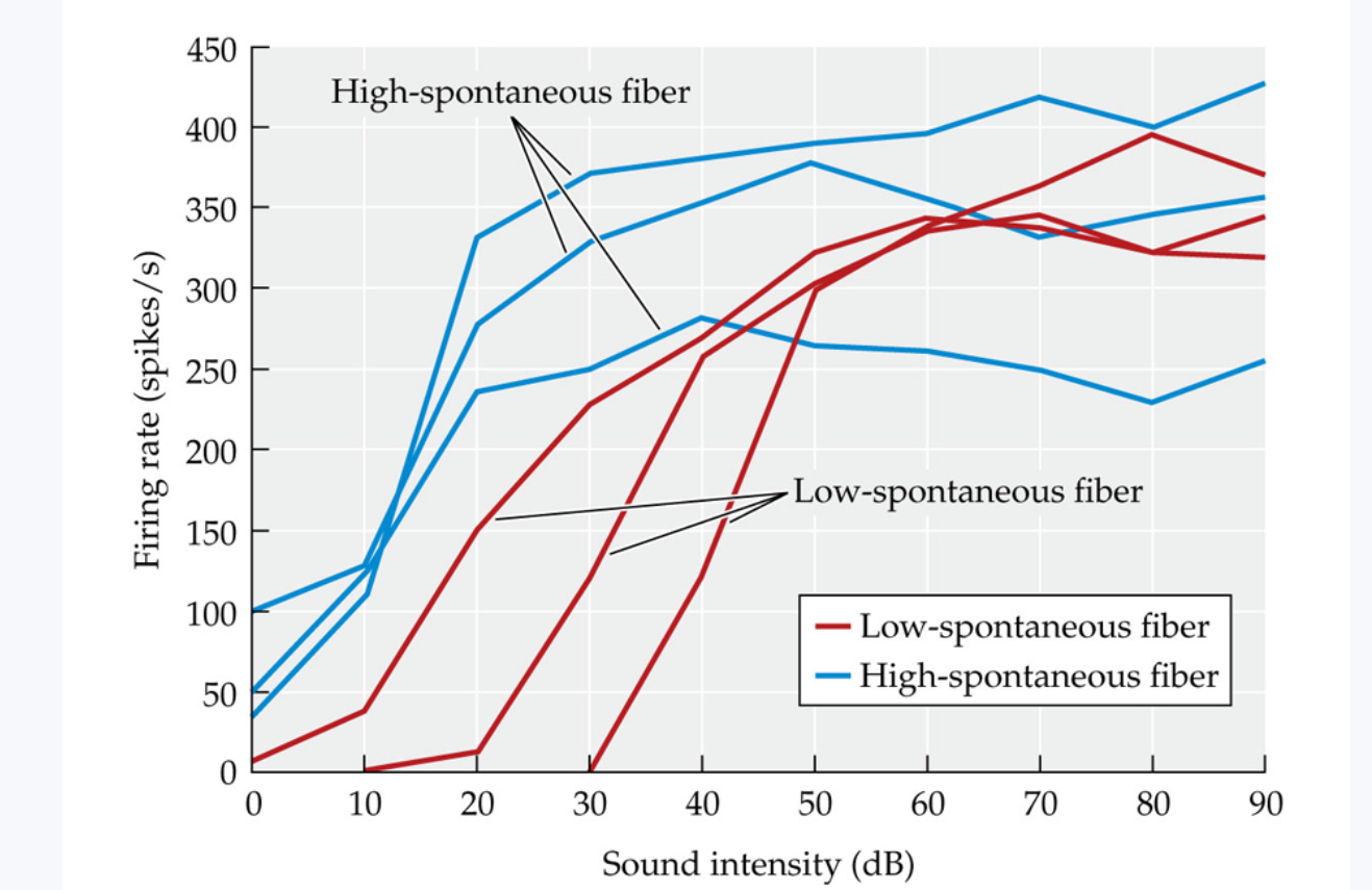 <p><span>Neural firing rate is shown at increasing sound intensities for six auditory nerve fibers (three low-spontaneous fibers and three high-spontaneous fibers). Firing rates for all six neurons increase with increasing sound level. Low-spontaneous neurons require higher-intensity sounds before they begin to fire, and they continue to increase firing rate to higher sound levels.</span></p>