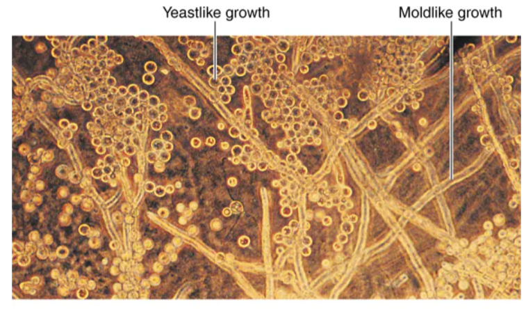 <p>either growth form (yeast or hyphae), depending on growth conditions - - - > particularly characteristic of some pathogenic molds</p>