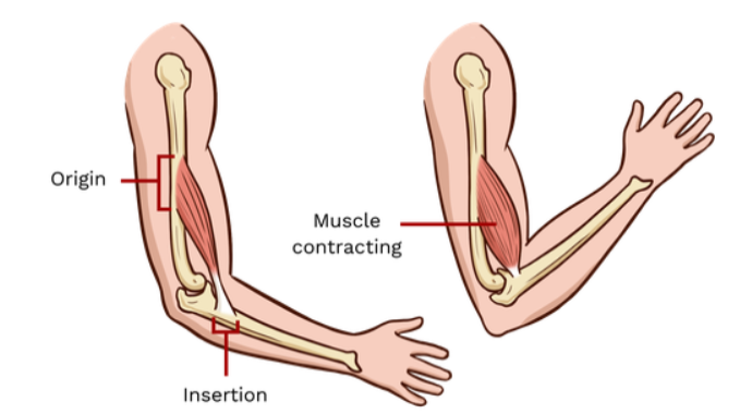 <p>insertion</p>