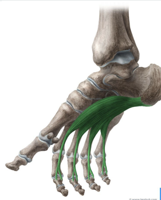 <p>MUSCLE:</p><p>ORIGIN:</p><p>INSERTION:</p><p>NERVE:</p><p>ACTION:</p>