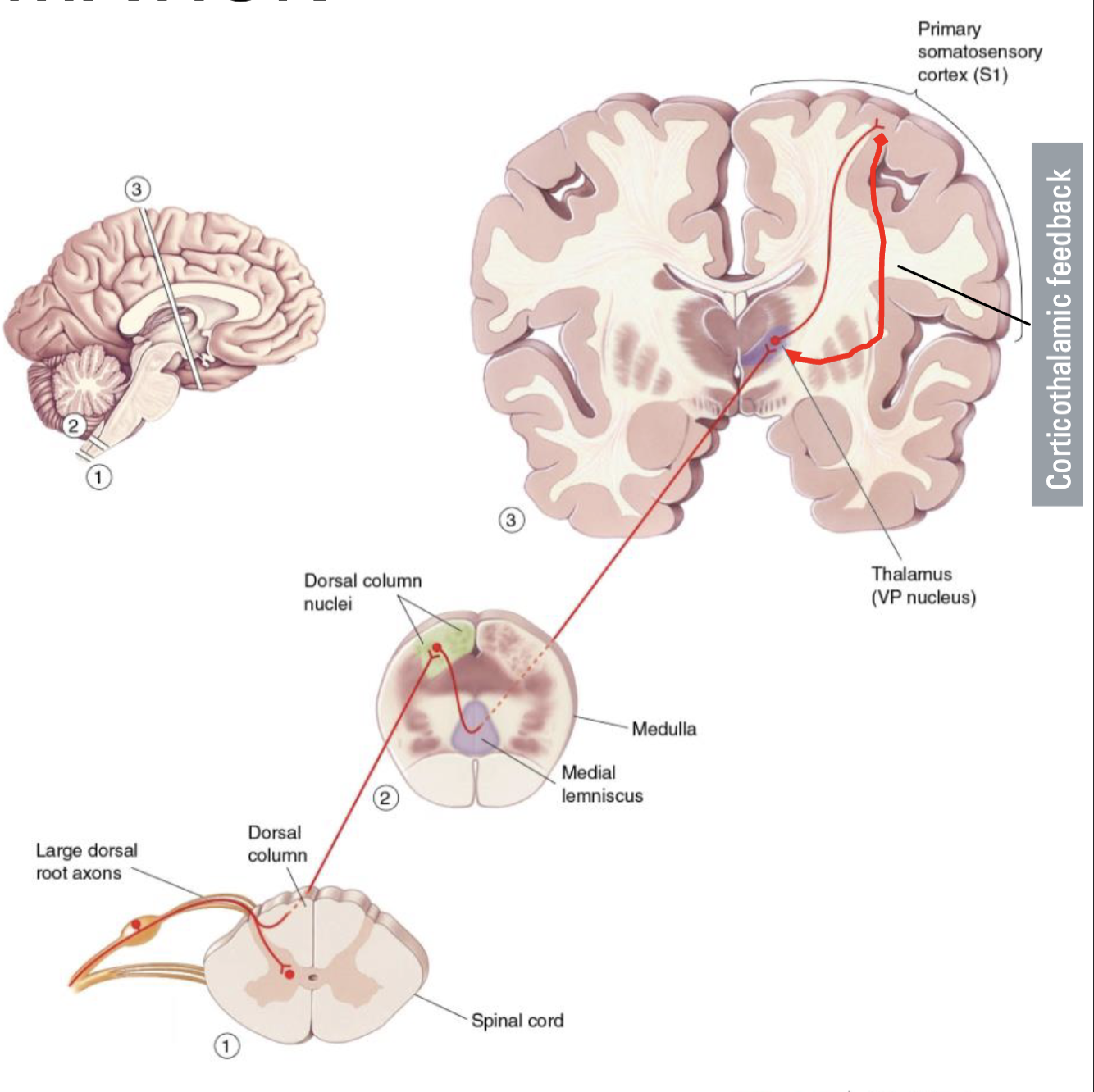 <ul><li><p>Corticothalamic feedback influences sensory processing</p></li><li><p>Cortex helps to filter irrelevant or repetitive information</p></li><li><p>“Feel what you want to feel”</p></li><li><p>However, these complex pathways remain unclear</p></li><li><p>May be related to many cognitive disorders...</p><ul><li><p>Ex: Schizophrenia (extreme), ADHD (less extreme)</p></li></ul></li></ul><p></p>