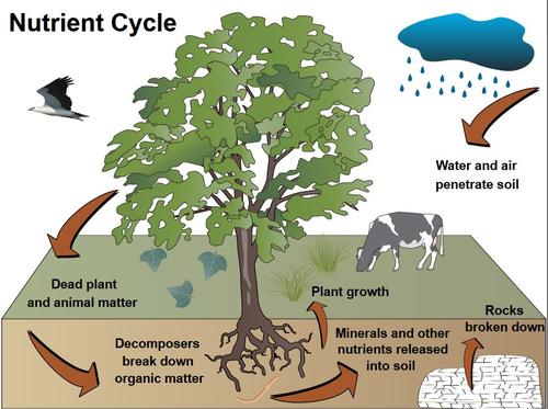 <p>nutrient cycling with dead plants/animals decomposing into soil with nutrients becoming available to the next generation of plants</p>