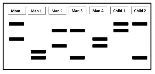 Use the diagram of a gel below to answer the remaining questions on this quiz. A woman wants to determine the father(s) of each of her children so she can obtain child support. Information below was gathered by amplifying two STR loci in each individual and separating the fragments using electrophoresis. For each child, select who the father(s) can be based on these data. There may be more than one possible answer for a child based on this data. If none of these men could have fathered the child, select "None of these".

The father of Child #1 can be......(pick all that apply)