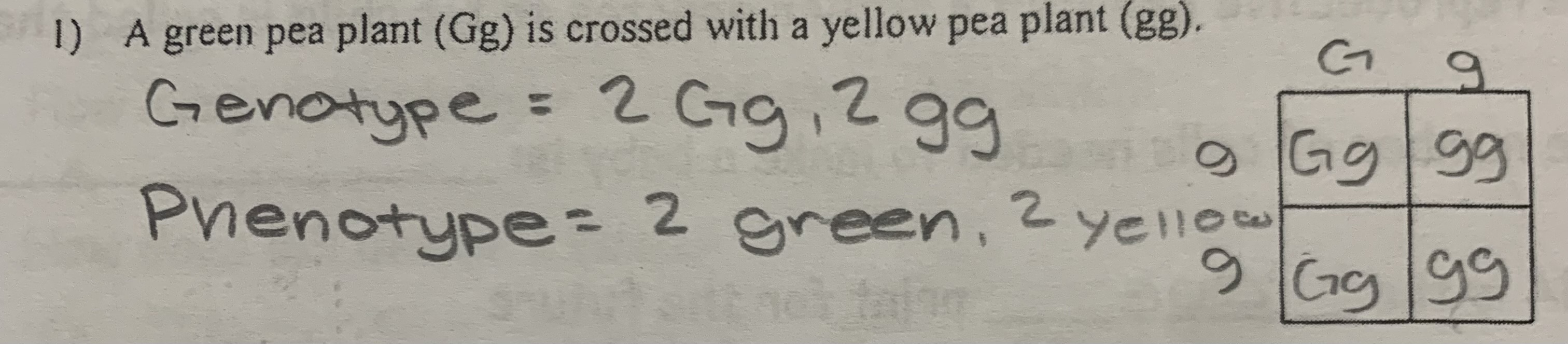 <p>genotype: 2 Gg, 2 gg</p><p>phenotype: 2 green plants, 2 yellow plants</p>
