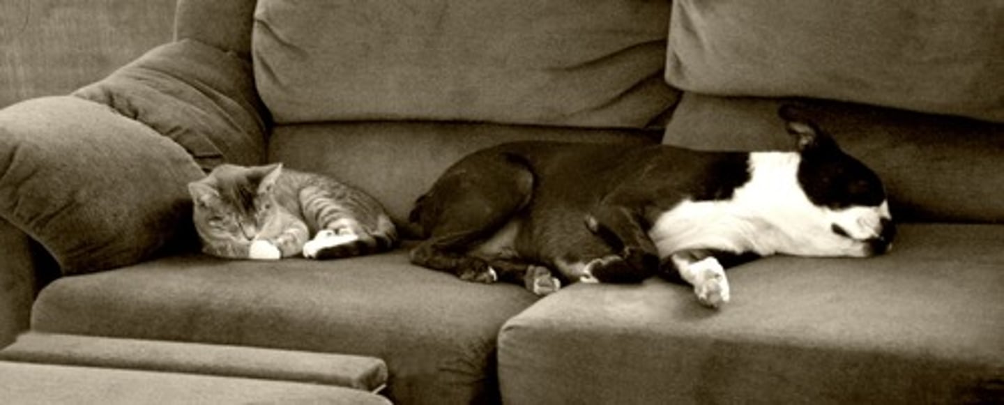 <p>to coexist, live together</p>