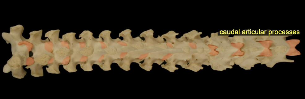 <p>Articulations: caudal &amp; cranial articular processes</p>