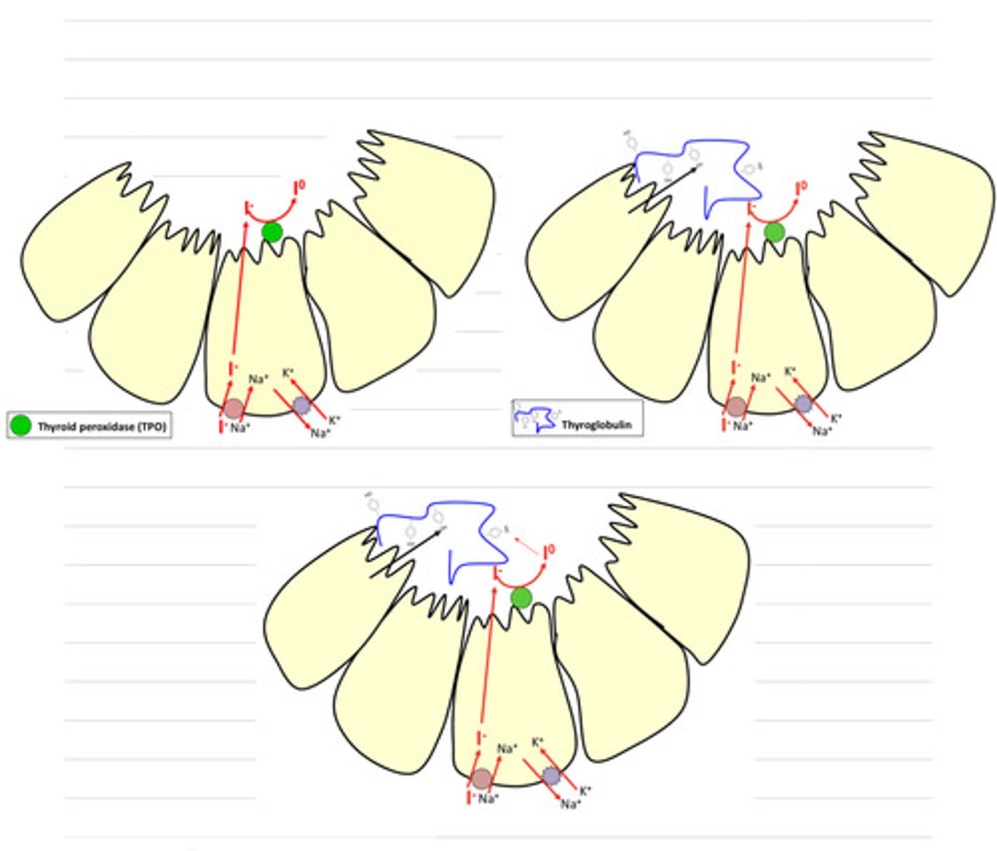 <p>explain what is happening here, in the process of synthesizing thyroid hormones</p>