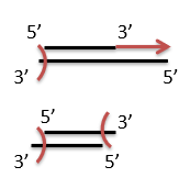 <p>Mechanical shearing using a sonicator results in DNA fragments with “uneven” ends, unlike the use of restriction endonuclease, which results in all DNA fragments having sticky ends corresponding to the endonuclease used.</p><p>This is solved by using DNA polymerase to extend the 3’ ends and exonucleases to cut overhanging 3’ ends, which results in blunt end DNA fragments. This process is called polishing.</p>