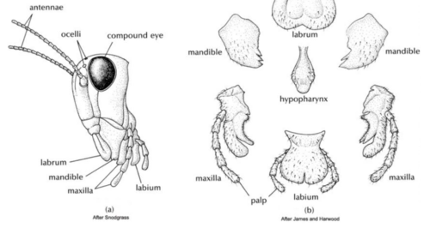 <p>labrum, mandibles (pair), hypophrarynx, maxillae (pair with palps) and labium (also palps)</p>