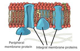 Channel proteins and carrier proteins; transport.