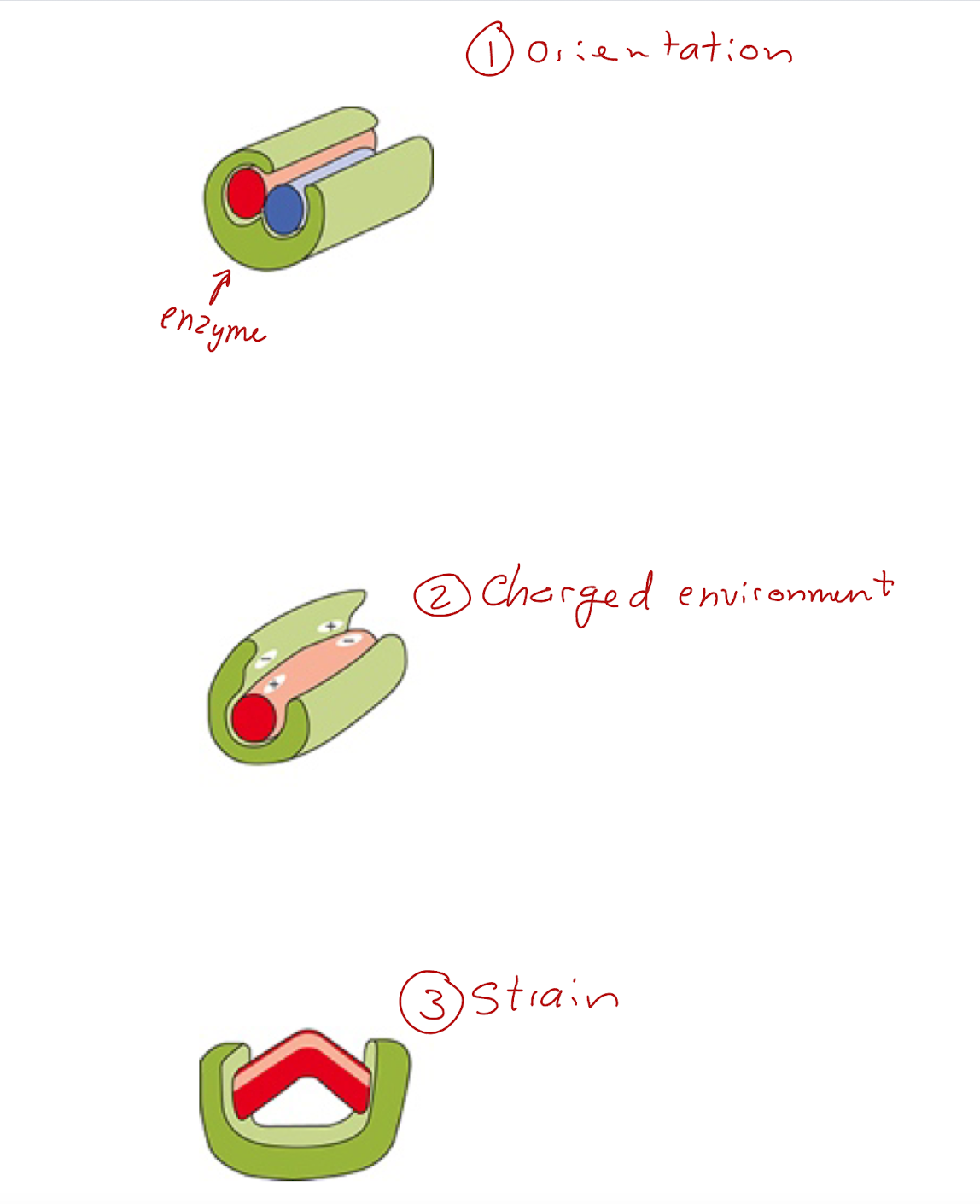 \*\*The charged environment is a good example of why pH is so important, a diff pH would change the charge of the environment and alter the shape of the enzyme.