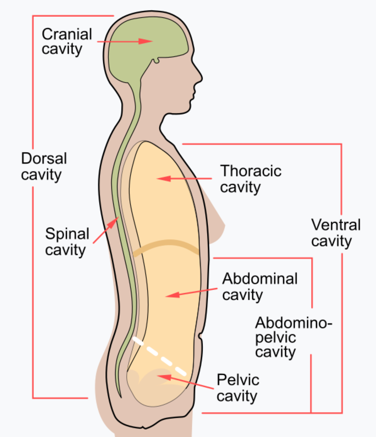 <p>The “chamber” of the abdominal pelvic cavity </p>