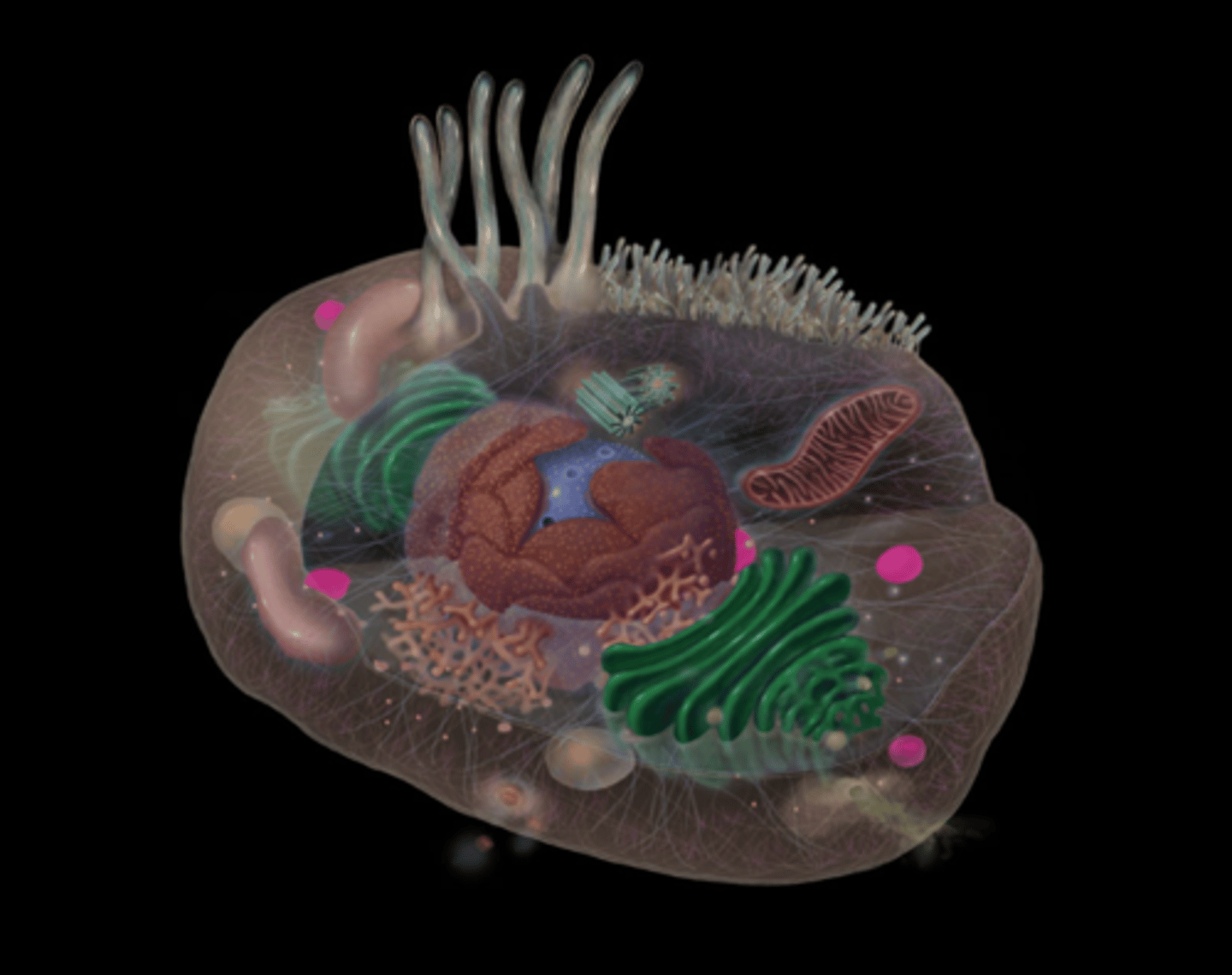 <p>Oxidation of fatty acids, a major source ofmetabolic energy. Synthesis of cholesterol/bile.</p>