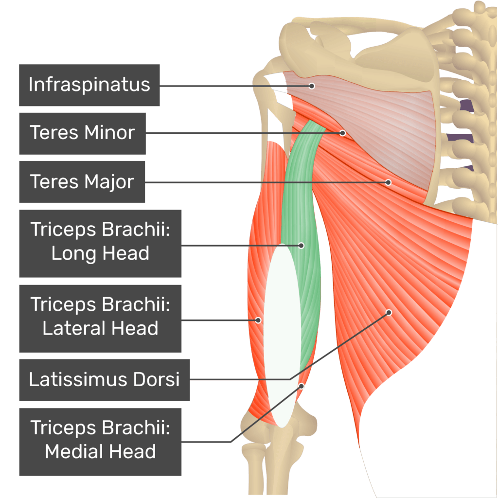 <p>Action: Elbow extension</p><p>Origin: Infraglenoid tubercle (scapula</p><p>Insertion: Olecranon process (ulna)</p><p>Innervation: Radial nerve C5-T1</p>