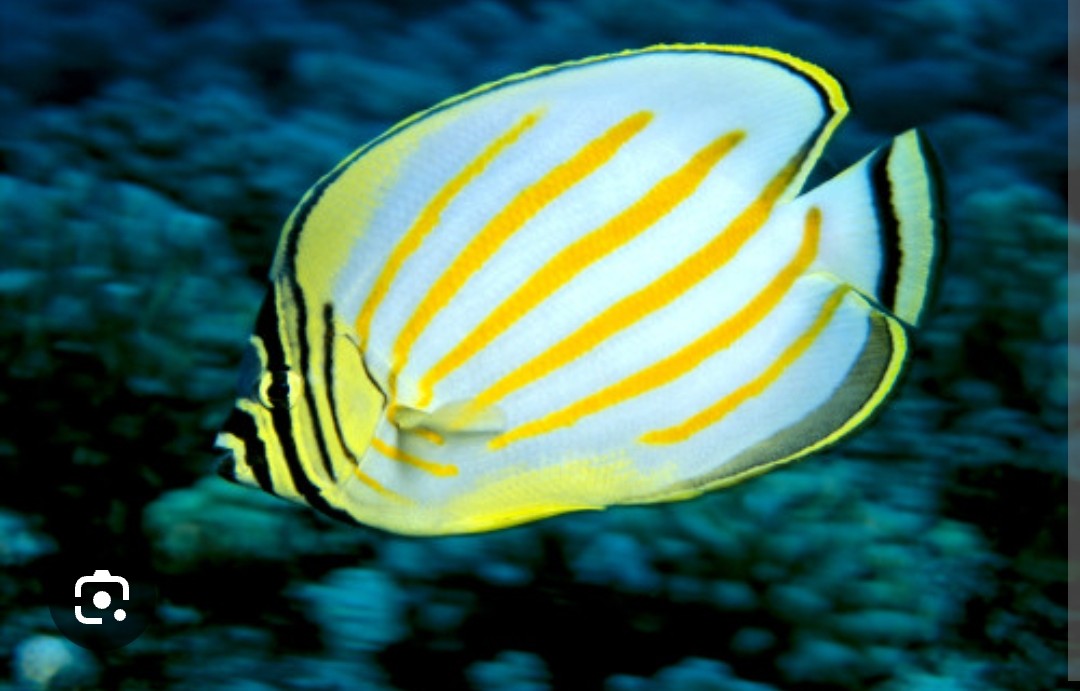 <p>Member if the Chaetodontidae family</p><p>Diet includes sick and dying coral polyps (which they scrape out with thier mouth), nudibranchs, tubeworm tentacles, and can consume algae.</p><p class="has-focus">Shiny grey spot on head and 6 orange diagonal stripes on sides</p><p class="has-focus"></p>