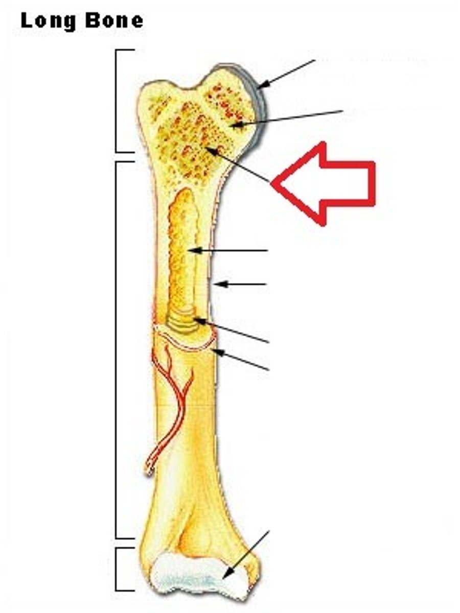 <p>Layer of bone tissue that has many small spaces and is found just inside the layer of compact bone</p>