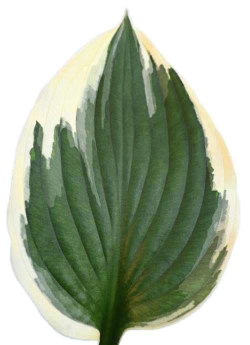 <p>variegated leaf has some parts with no chlorophyll, do starch test to see if chlorophyll made starch</p>